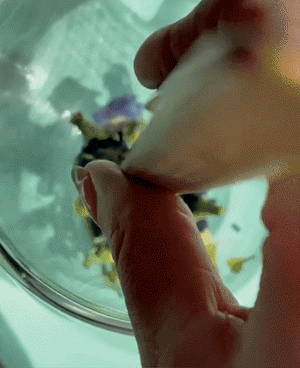 Butterfly Pea | The Qi