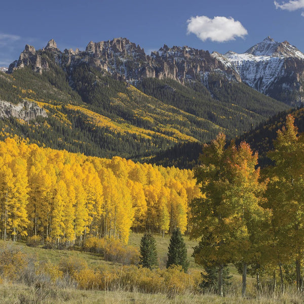 Scenic autumn view of colorful aspen trees with golden leaves in a mountain valley under a clear blue sky, evoking the natural inspiration behind Rocky Mountain 8oz Candle | The Beauty of Hope.