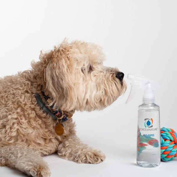 A curly beige dog lying down next to a colorful rope toy and a spray bottle labeled Force of Nature, showing the 12oz Glass Bottle Cleaning Starter Kit | Force of Nature on a plain white background.